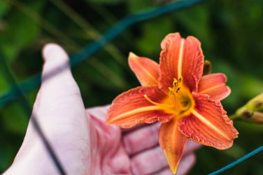 Turuncu zambak ya da gündüz zambağı, çiçek, hemerocallis