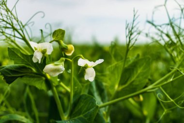 Bahar mevsiminde bezelyeler, pisum sativum