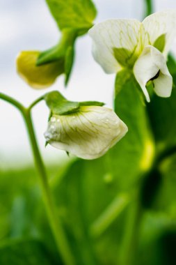 Bahar mevsiminde bezelyeler, pisum sativum