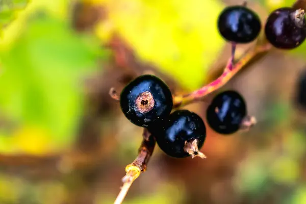 stock image Blackcurrant, fruit full of vitamin, fiber and minerals, relieves joints, coughs, blood vessels, ribes nigrum