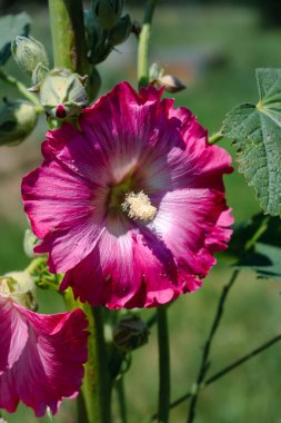 Açık havada pembe gülhokeyi, alcea rosea, althaea rosea