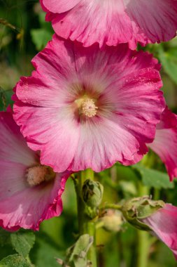 Açık havada pembe gülhokeyi, alcea rosea, althaea rosea