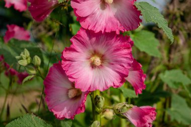 Açık havada pembe gülhokeyi, alcea rosea, althaea rosea