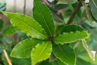 Açık havada taze defne dalı, laurus nobilis