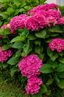 Bahçedeki güzel pembe ortanca, ortanca macrophylla, hortensius