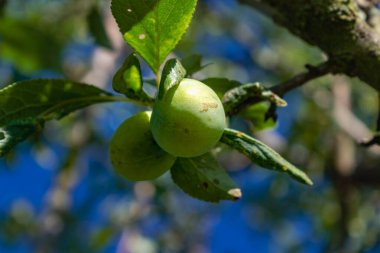 Bir meyve bahçesinde olgunlaşan yeşil mirabelle erikleri, Lorraine sarı altını, Metz, Nancy, prunus domestica