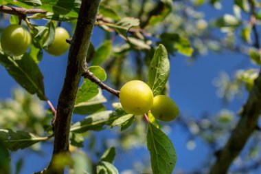 Bir meyve bahçesinde olgunlaşan yeşil mirabelle erikleri, Lorraine sarı altını, Metz, Nancy, prunus domestica