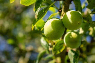 Bir meyve bahçesinde olgunlaşan yeşil mirabelle erikleri, Lorraine sarı altını, Metz, Nancy, prunus domestica