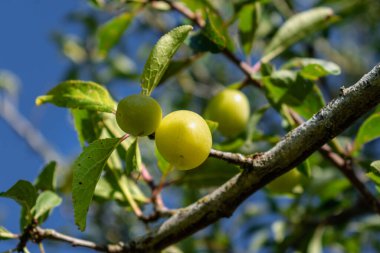 Bir meyve bahçesinde olgunlaşan yeşil mirabelle erikleri, Lorraine sarı altını, Metz, Nancy, prunus domestica