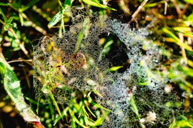 Sabah çiğ taneleriyle örümcek ağı, böcek.