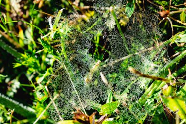 Sabah çiğ taneleriyle örümcek ağı, böcek.