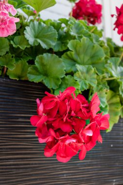 Pencere kenarına kırmızı sardunya yerleştirilmiş, pelargonyum.