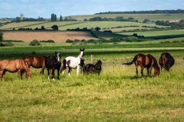 Arkası manzaralı bir tarlada atlar.