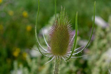 Çay ya da kabare kuşları, dipsacus fullonum, caprifoliaceae