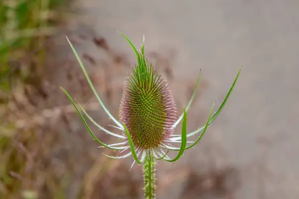 stock image Teasel or cabaret birds, dipsacus fullonum, caprifoliaceae