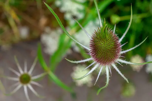 stock image Teasel or cabaret birds, dipsacus fullonum, caprifoliaceae