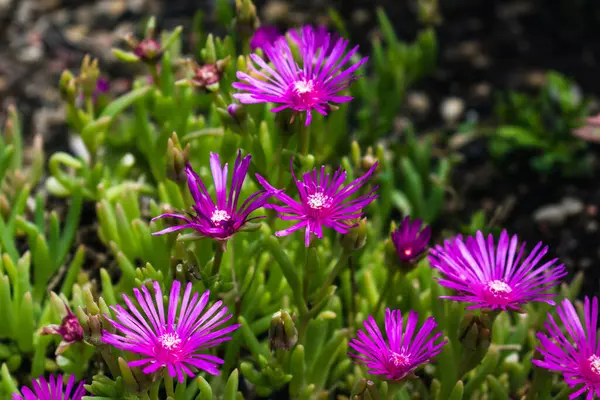 Delosperma Cooperi, uzun ömürlü purslane, kayalık sulu