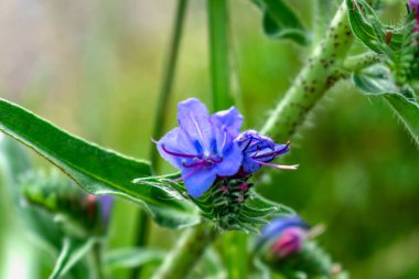 Viper 'ın böcek ilacı Eshhium Vulgare çiçeği, güzel mavi çiçekler