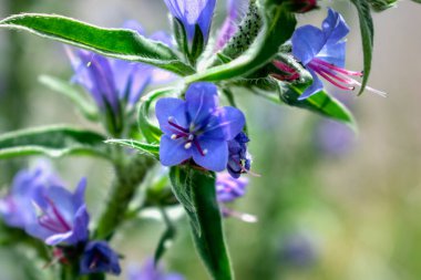 Viper 'ın böcek ilacı Eshhium Vulgare çiçeği, güzel mavi çiçekler