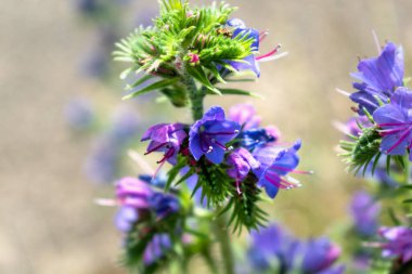 Viper 'ın böcek ilacı Eshhium Vulgare çiçeği, güzel mavi çiçekler