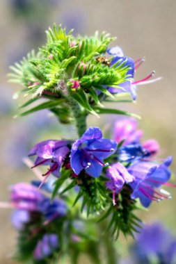 Viper 'ın böcek ilacı Eshhium Vulgare çiçeği, güzel mavi çiçekler