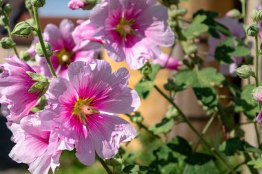 Açık havada pembe gülhokeyi, alcea rosea, althaea rosea