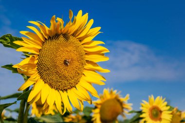 Ayçiçeği tarlası, helianthus annuus