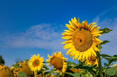 Ayçiçeği tarlası, helianthus annuus