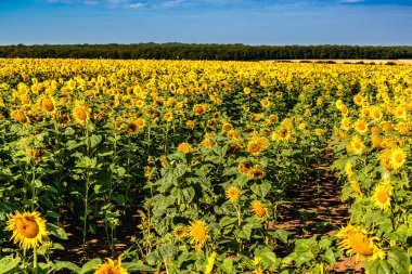 Ayçiçeği tarlası, helianthus annuus
