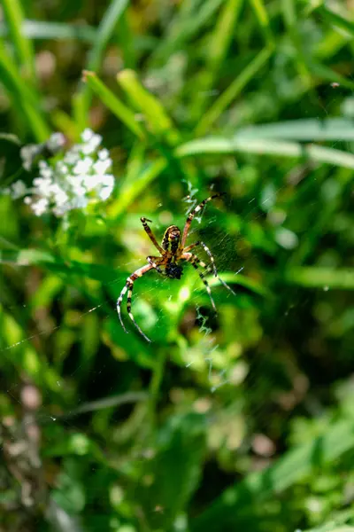 Stock image Wasp spider, striped spider of the araneidae family