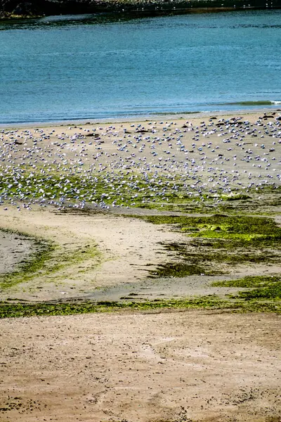 Brittany 'de bir doğa koruma alanında yeşil yosunlar ve kuş koruması