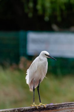 Brittany 'de bir limanda küçük bir balıkçıl, beyaz tüylü büyük bir kuş, siyah bir gaga ve sarı parmaklı siyah bacaklar, Egretta Garzetta