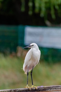 Brittany 'de bir limanda küçük bir balıkçıl, beyaz tüylü büyük bir kuş, siyah bir gaga ve sarı parmaklı siyah bacaklar, Egretta Garzetta