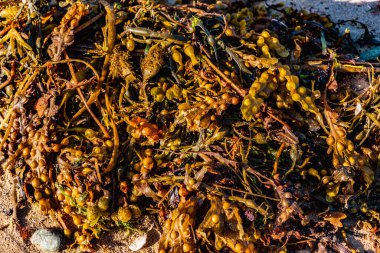 Kumlu bir sahilde yosun, yosun