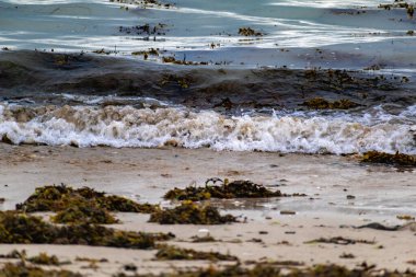 Deniz kıyısı ve dalgalar, kumlu sahil, su, deniz kabuğu