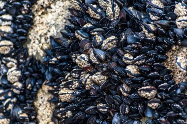 Britanya 'da deniz çekildiğinde bir kayaya tutunan midyeler
