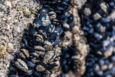Britanya 'da deniz çekildiğinde bir kayaya tutunan midyeler