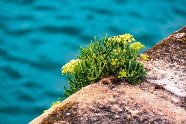 Çiçekli deniz rezene, yenilebilir drenaj, vitamin ve mineral zengini, deniz kenarının aromatik bitkisi, Crithmum maritimum