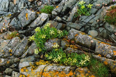 Sea fennel in flower, edible draille, rich in vitamins and minerals, aromatic plant of the seaside, crithmum maritimum clipart