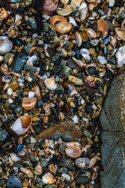 Deniz çekildiğinde deniz kabukları, Brittany, Fransa