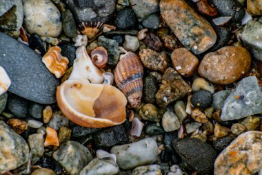 Deniz çekildiğinde deniz kabukları, Brittany, Fransa