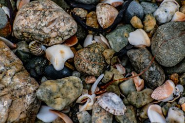 Deniz çekildiğinde deniz kabukları, Brittany, Fransa