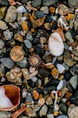 Deniz çekildiğinde deniz kabukları, Brittany, Fransa