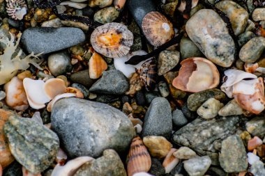 Deniz çekildiğinde deniz kabukları, Brittany, Fransa
