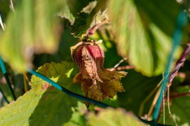 Fındıklı mor fındık, corylus maxima purpurea