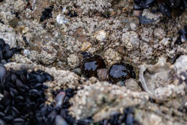 Brittany 'de domates anemonu, gelgitte bir kayanın üzerindeki zırh, kırmızı şakayık, deniz domatesi veya boncuk, aktinya ekini