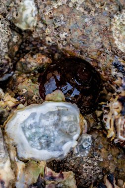 Brittany 'de domates anemonu, gelgitte bir kayanın üzerindeki zırh, kırmızı şakayık, deniz domatesi veya boncuk, aktinya ekini