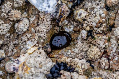 Brittany 'de domates anemonu, gelgitte bir kayanın üzerindeki zırh, kırmızı şakayık, deniz domatesi veya boncuk, aktinya ekini