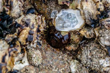 Tomato anemone in Brittany, cotes d'armor on a rock at low tide, red anemone, sea tomato or beadlet anemone, actinia equina clipart