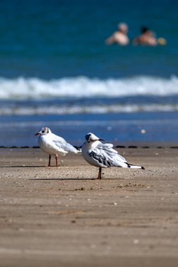 Fransa 'da Brittany' de deniz kenarında martı, larus.